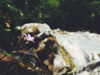 Close-up of purple flower on rock