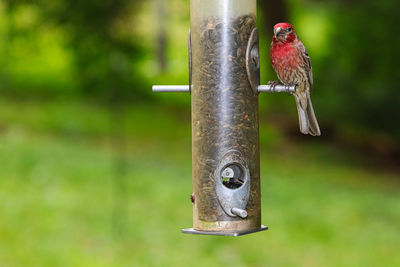 Close-up of bird perching on wood