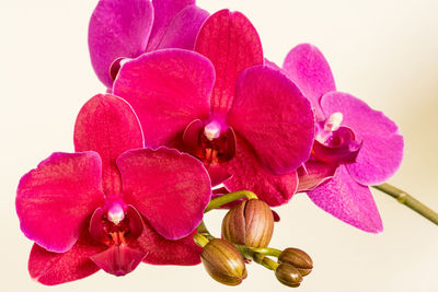 Close-up of pink orchids against white background