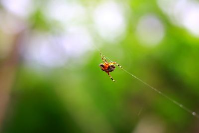 Close-up of insect on leaf