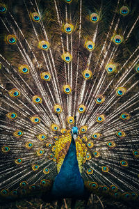 Full frame shot of peacock