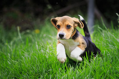 Portrait of dog on grass