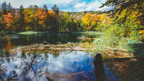 Scenic view of lake in forest during autumn