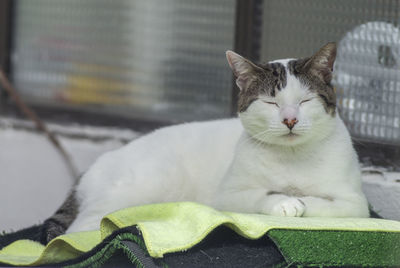 Cat resting on sofa at home