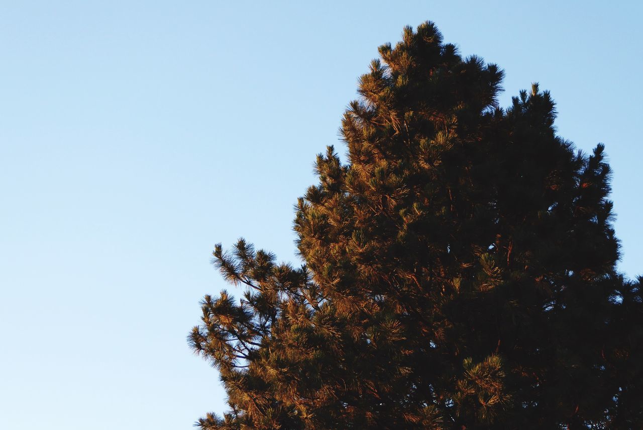 tree, clear sky, low angle view, copy space, growth, tranquility, beauty in nature, nature, branch, tranquil scene, scenics, silhouette, blue, sky, outdoors, no people, day, treetop, high section, sunlight