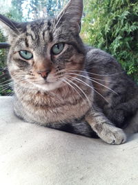 Close-up of cat