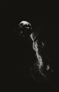 Portrait of dog looking at black background