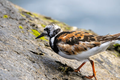 Close-up of bird perching on rock