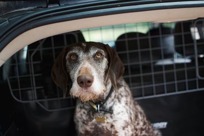 Close-up portrait of a dog