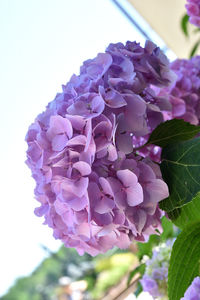 Close-up of pink hydrangea flowers