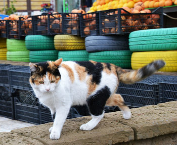 Cat sitting outdoors