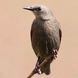 Close-up of bird in stick