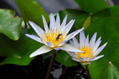 High angle view of insect on water lily 