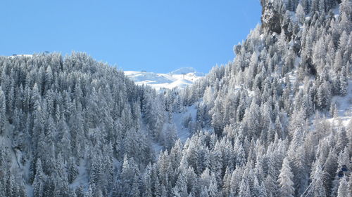 Panoramic view of pine trees on snowcapped mountains against sky