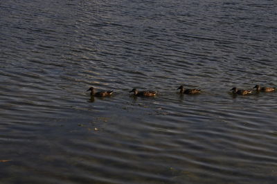 High angle view of ducks swimming in lake