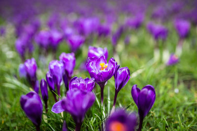 Close-up of purple crocus flowers on field