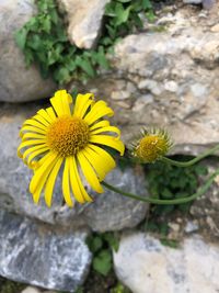 Close-up of yellow flower on rock