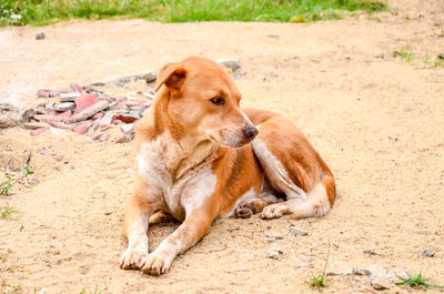 Dog lying on land