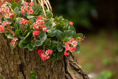 Kalanchoe blossfeldiana plant on a tree trunk in a garden.