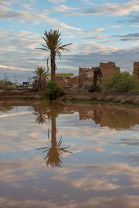 Scenic view of lake and palm trees against sky