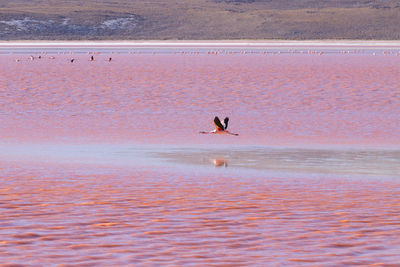 View of bird on beach