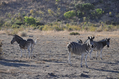 Zebras on zebra