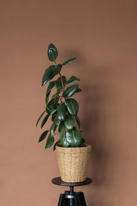 Close-up of potted plant against wall