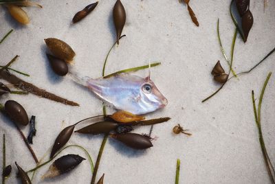 Directly above shot of dead fish with seaweed at beach