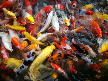 View of koi fish in sea