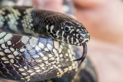 Close-up of lizard