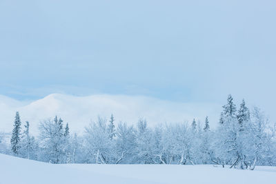 Snow covered trees in front of mountains