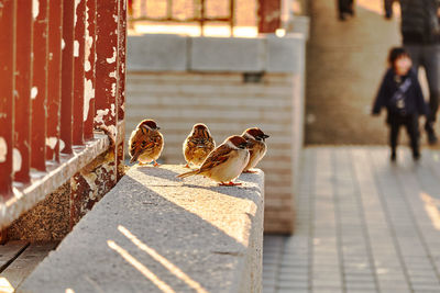 Bird perching on a footpath