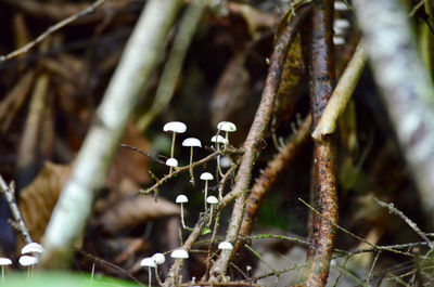 Close-up of dry plant on field in forest