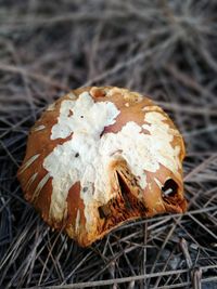 High angle view of mushroom on leaf