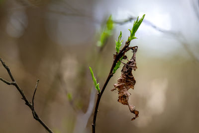 Close-up of insect on plant