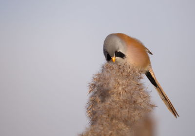 Low angle view of bird against clear sky