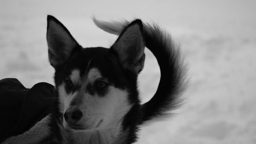 Close-up portrait of dog