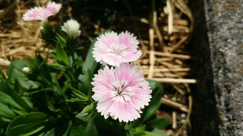 Close-up of pink flower blooming outdoors