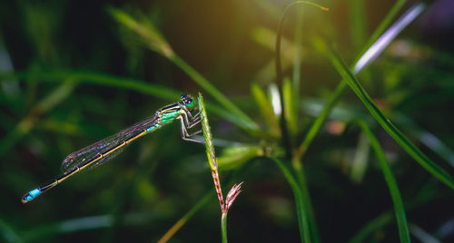 Close-up of insect on grass