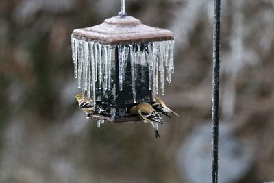 Close-up of a bird feeder