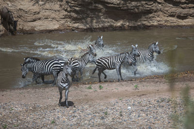 Zebra standing in lake