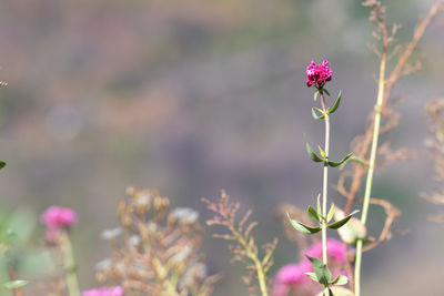 Close-up of pink flowering plant