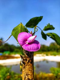 Close-up of pink flower against blue sky