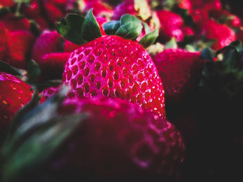 Close up of red leaves