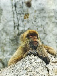 Close-up of monkey on rock