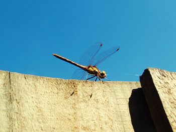 Low angle view of insect on sand against clear blue sky