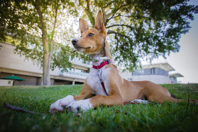 Dog lying on lawn