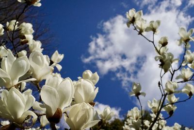 Close-up of white flowering plant against sky