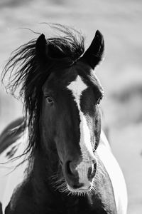 Close-up of horse