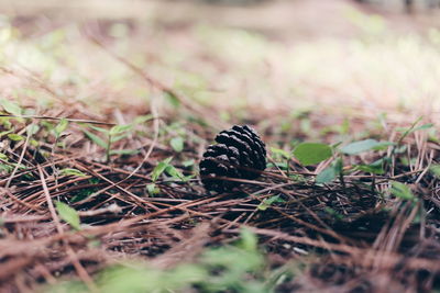 Close-up of pine cone on field